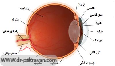 بخش‌های مختلف چشم